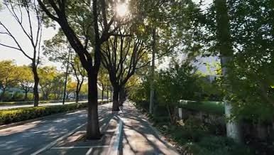 秋天阳光明媚树荫下马路边行走视频的预览图